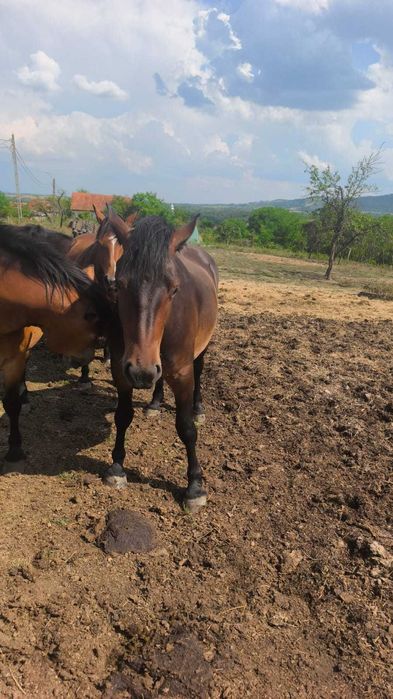 Cai de vânzare, preț negociabil