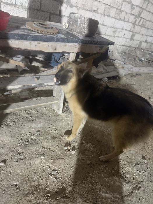 Овчарка для охраны