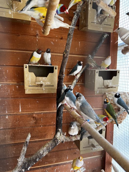 Gulzi gould amandine