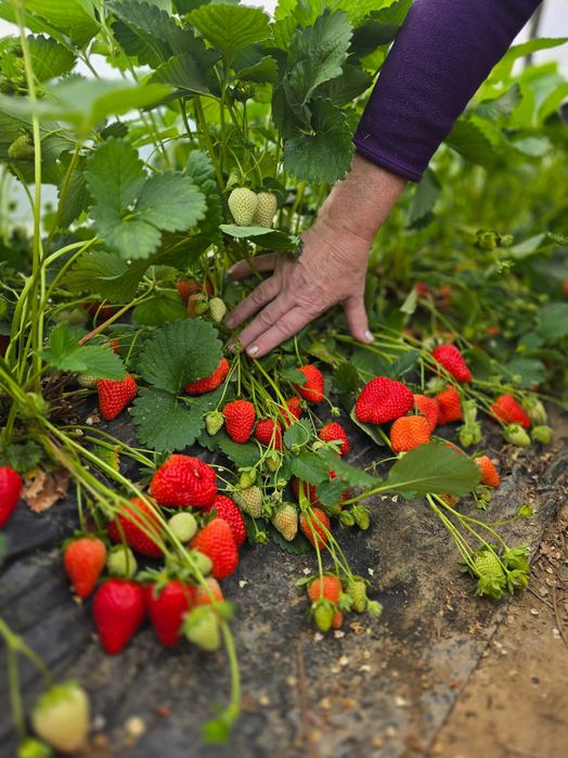 Stoloni de căpșuni  -soi remontant 1,5lei/buc– soi unifer – 1 lei/buc