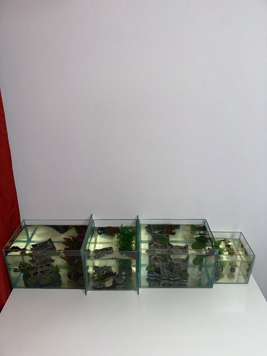 Pesti betta rari : koi,nemo,plakat.veiltail,shortfin,marble,halfmoon