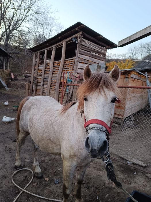 Vind armăsar tinar..