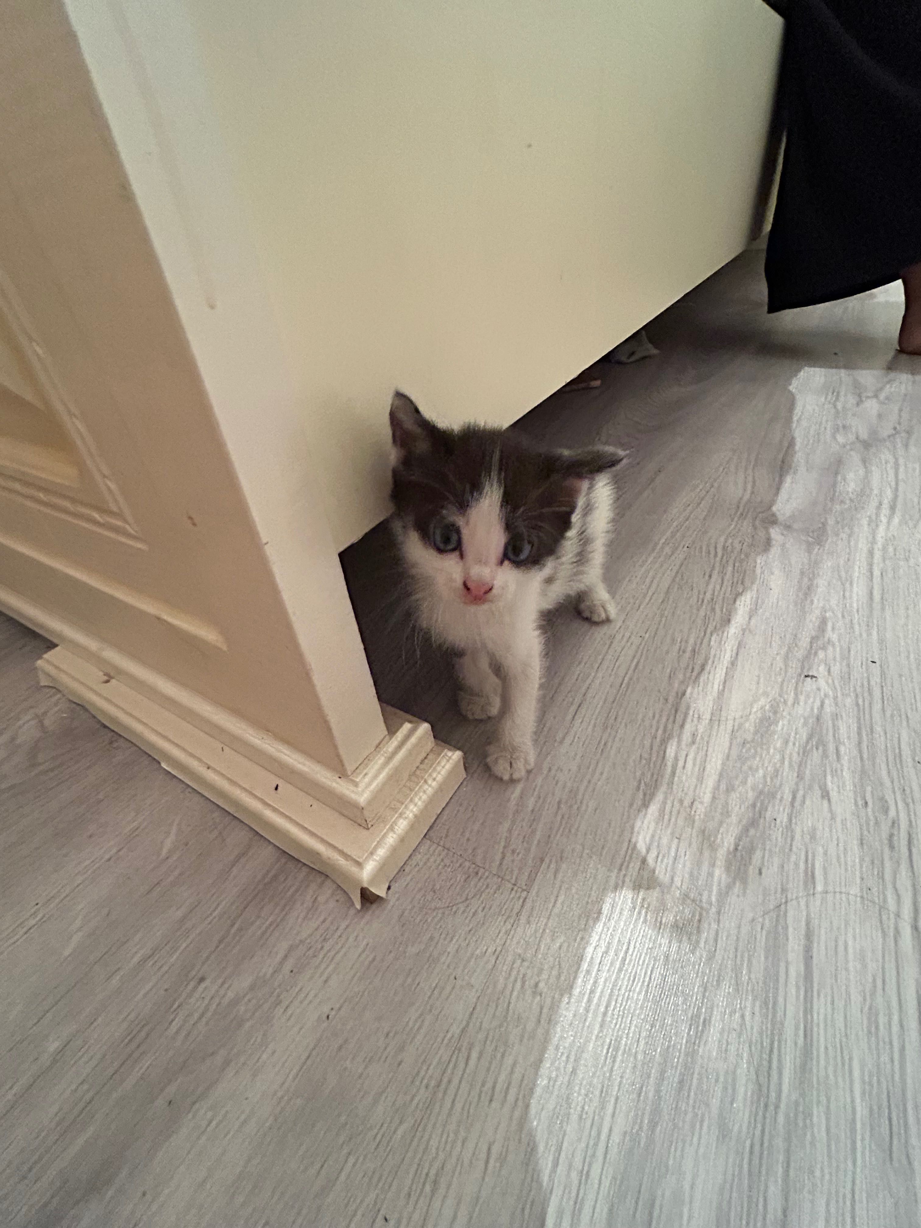 Котята в добрые руки — очень ласковые