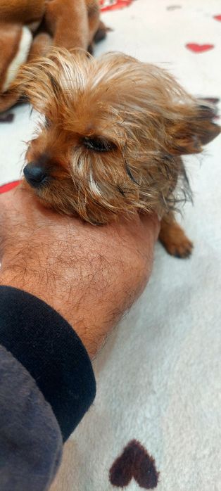 Yorkshire Terrier -fetita extramini