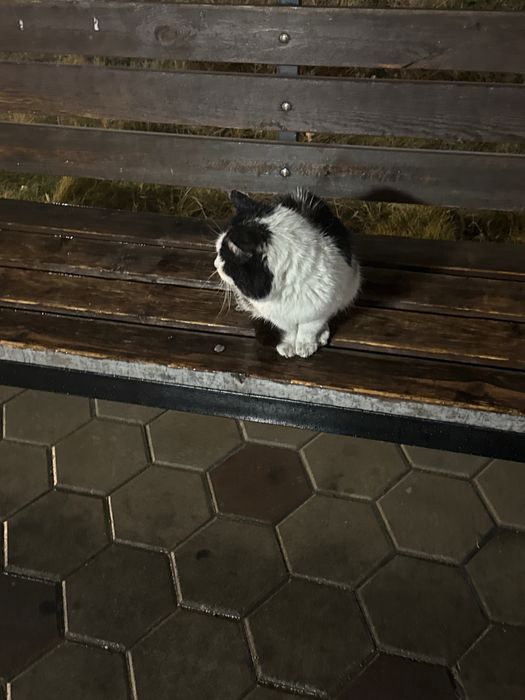 Ищем хозяев котик