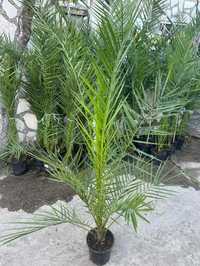 Финикова палма 1.50 см