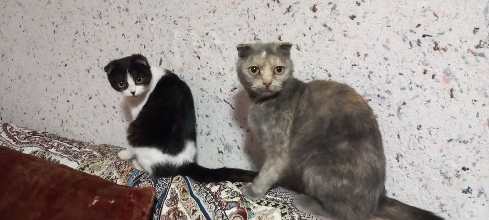 Продаются 2 кошки вислоухие