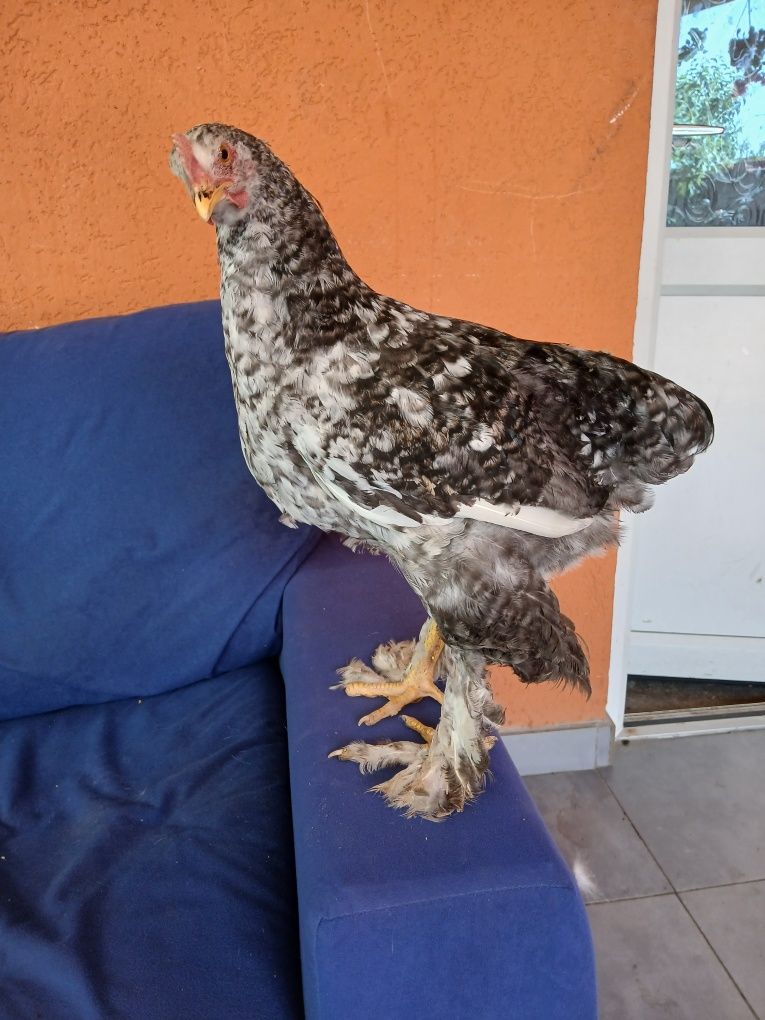 Vand sau schimb  cocoși tineri