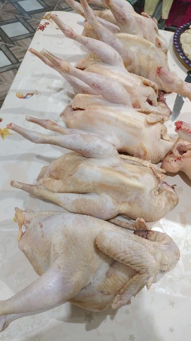 Бульонные курочки красавицы