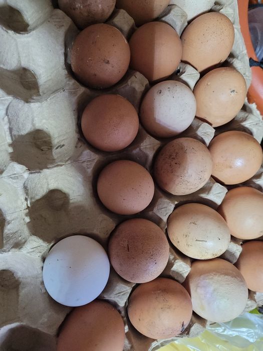 Яйцо домашнее, свежее