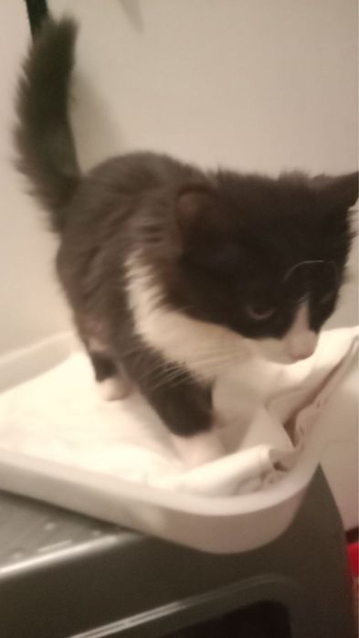 Подарите котенку дом и семью!