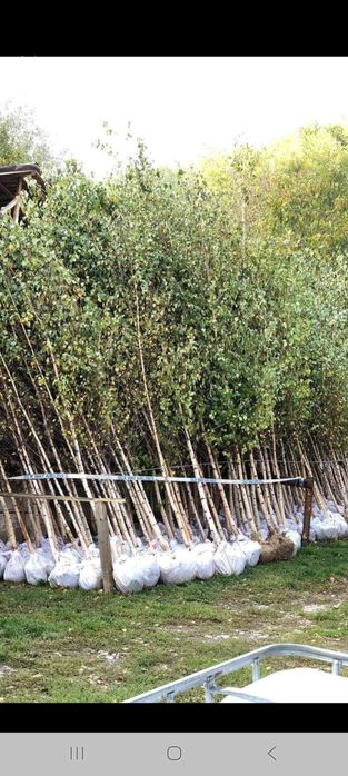 Vând copaci decorativi mesteacan alb