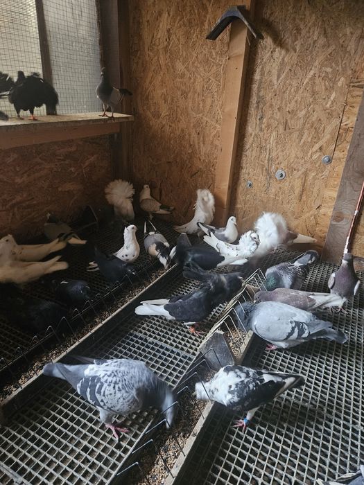 Vand sau schimb pe cereale 30 Porumbei 2024 si 2025 40 lei bucata