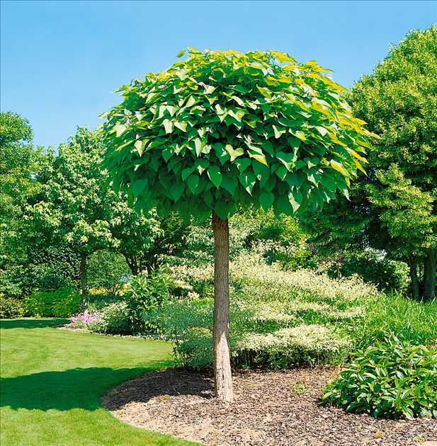 Catalpa galbena aurea nana purpurea