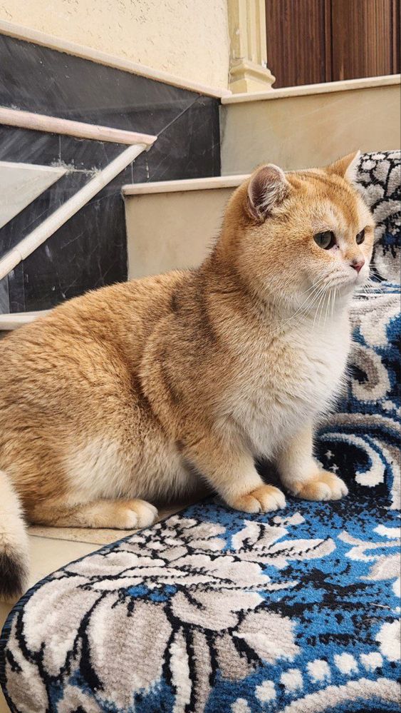 Mushuk sotiladi zalatoy chinchilla