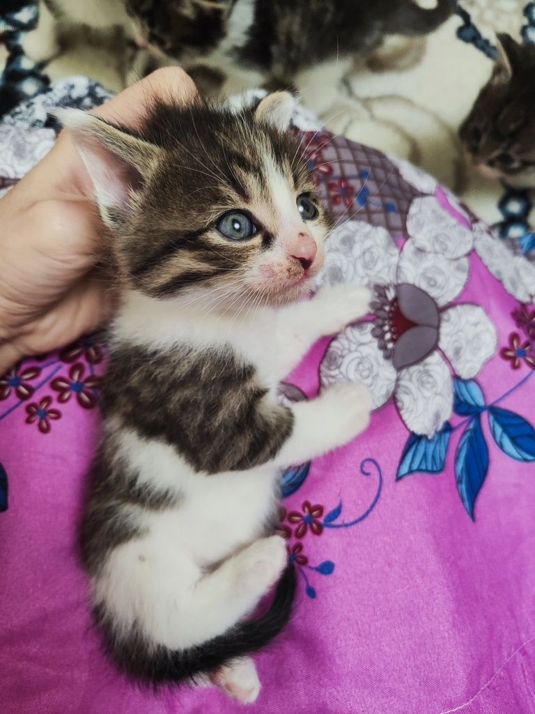 Продаются котята рождённые 06.02.25г . Состояние отличное, здоровые.