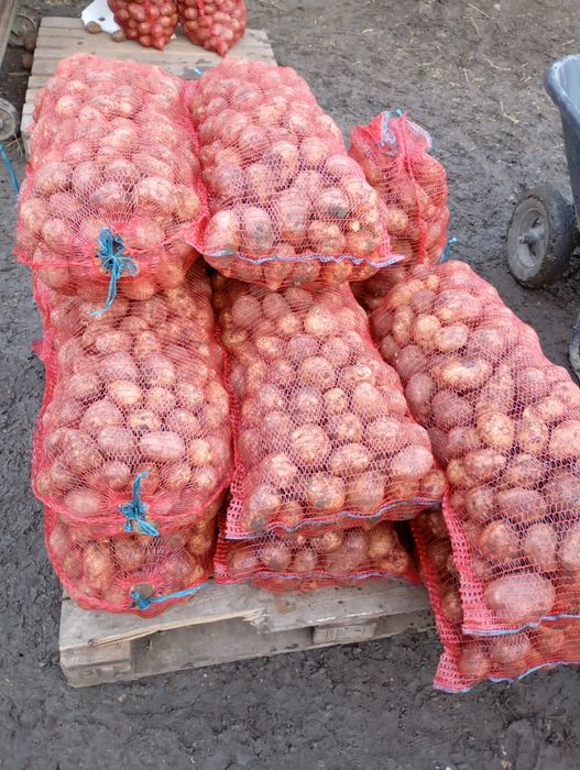 Vând cartofi de consum