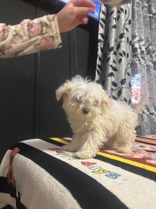 Caini mini toy bichon