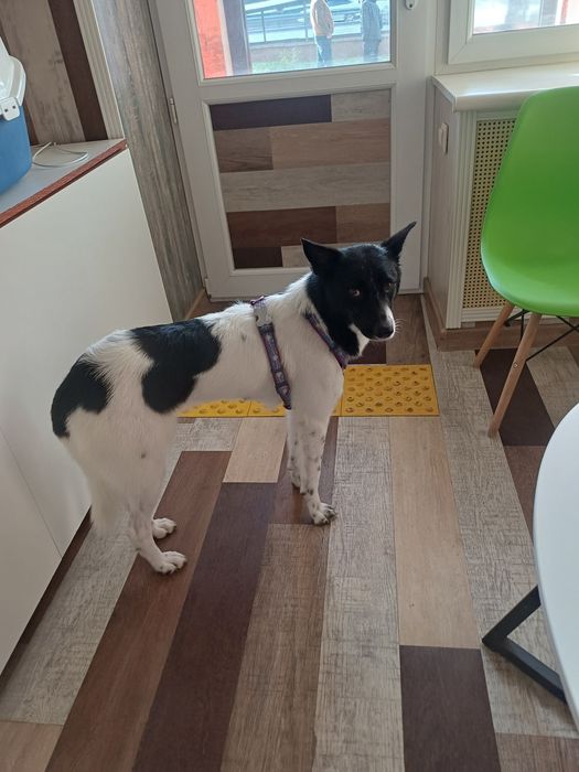 Леди, ищет любящую семью