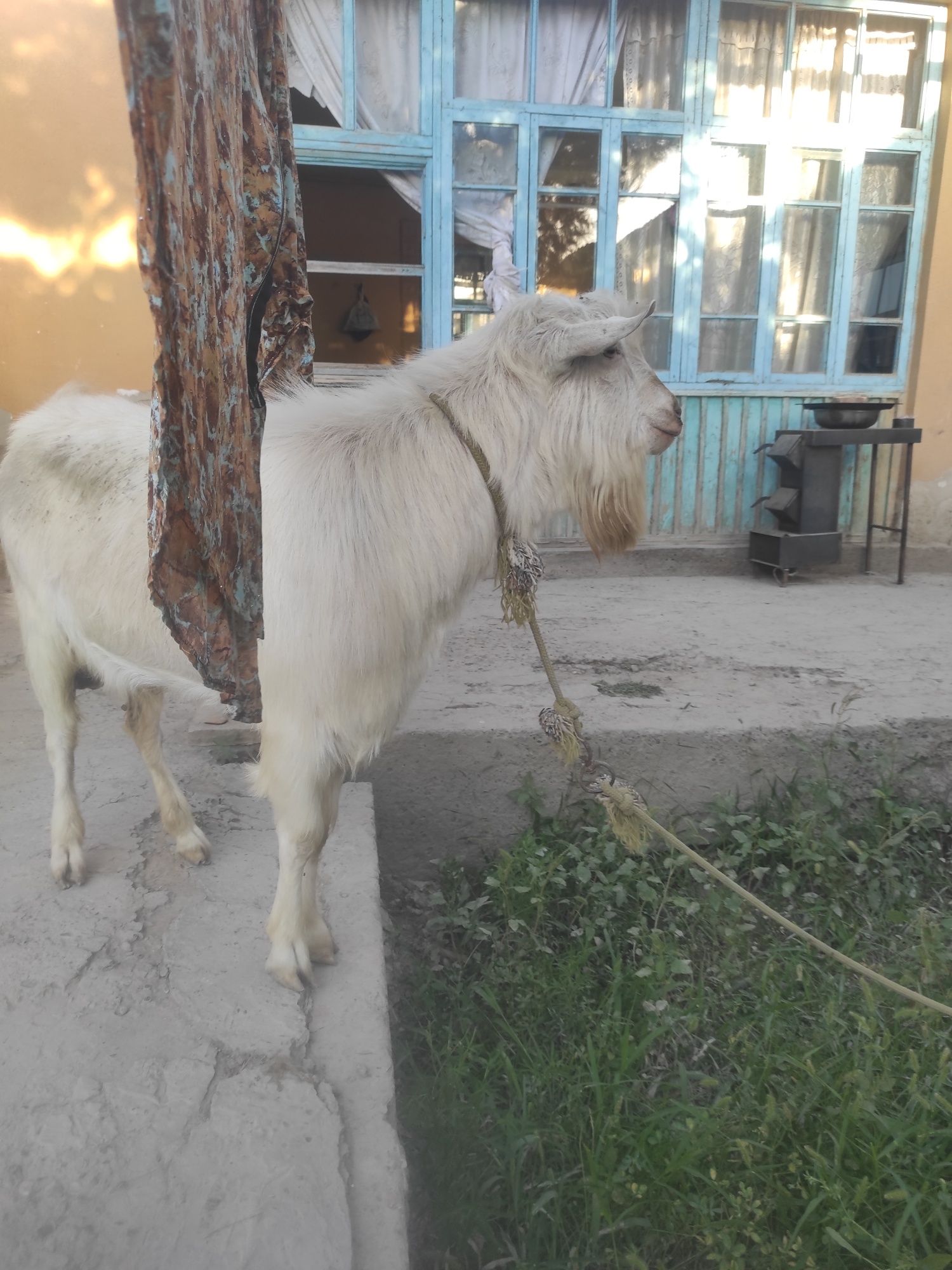 Така сотилади 2 яшар