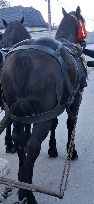 De vânzare cal castrat de 3 ani