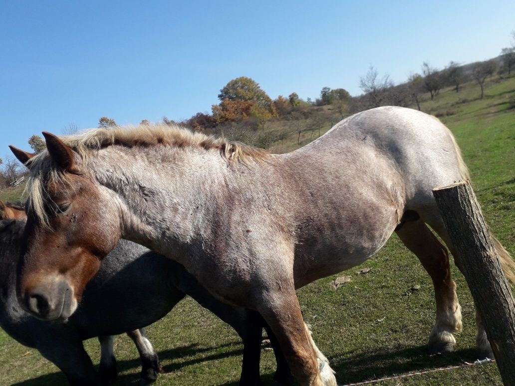 Vînd 2 căi armăsari unu de un an și al doilea de 2 ani