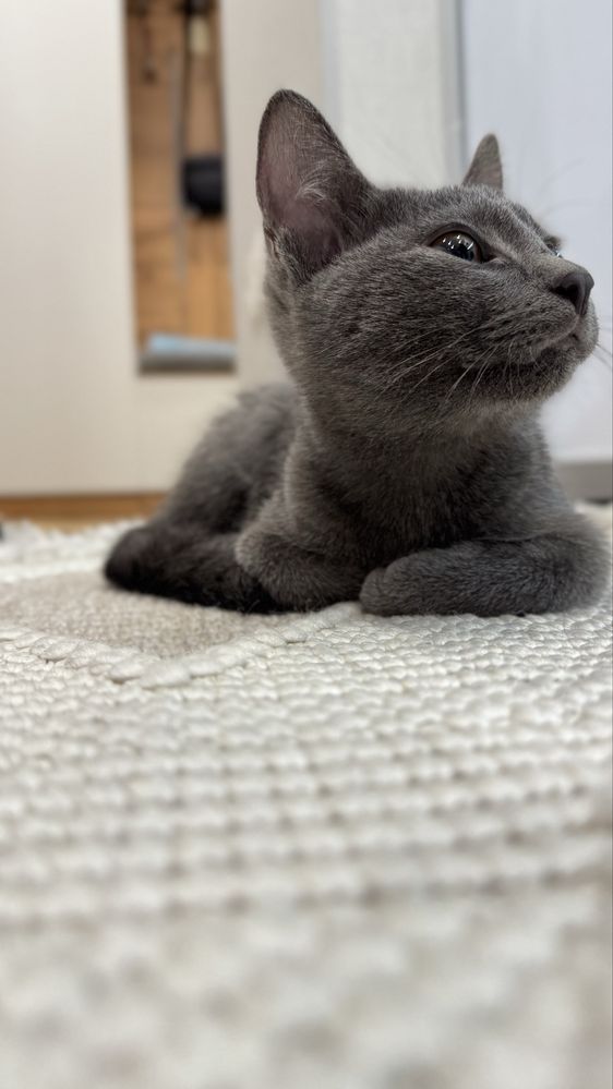 Отдадим в хорошие  руки котенка.