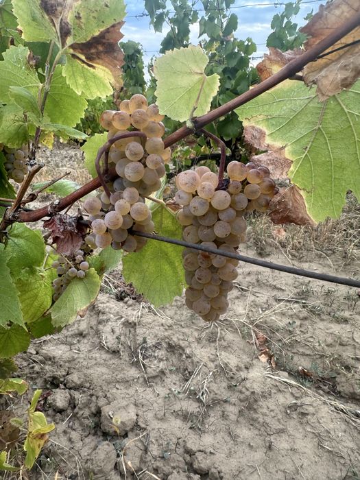 Struguri de vin productie 2025 Vrancea!!