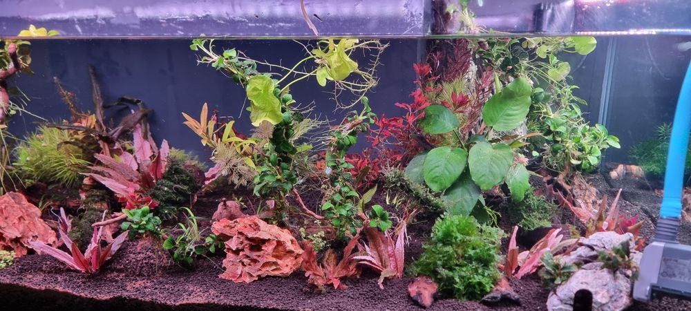 Urgent plante acvariu ,filtre ,lampe Chihiros..etc