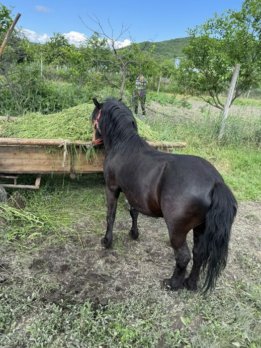 Vând ponei armăsar