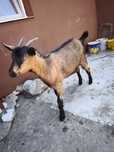 Vând ieduță alpin francez
