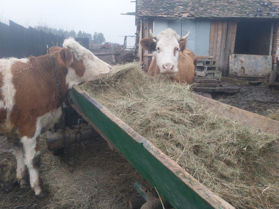 Vând vaca cu tăuraș