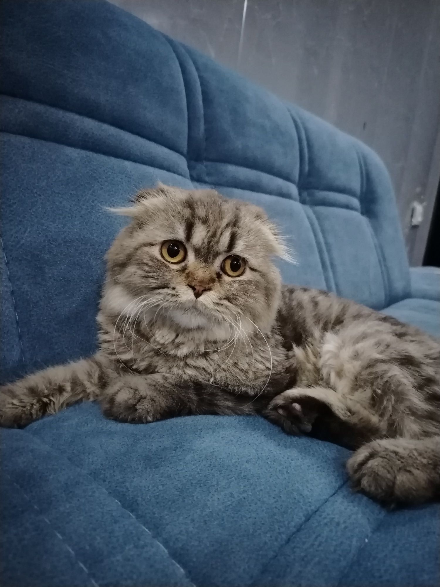 Scottish Fold mushugi sotiladi