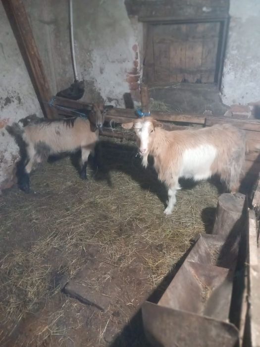 Vând 2 iede frumoase