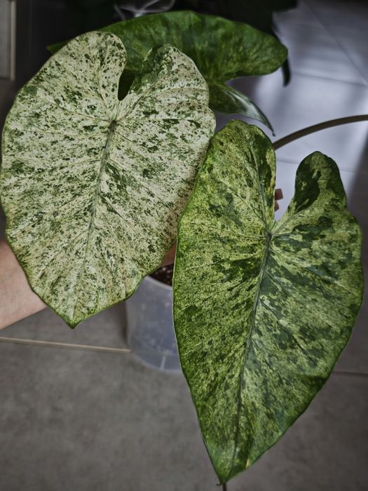 Алоказия клубни продажа