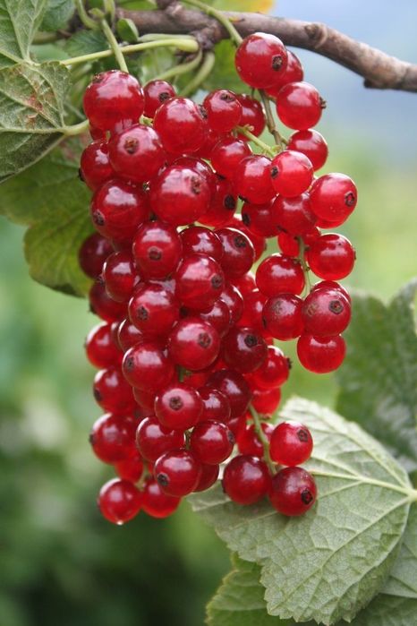 Arbuști Fructiferi (Coacăz Roșu)