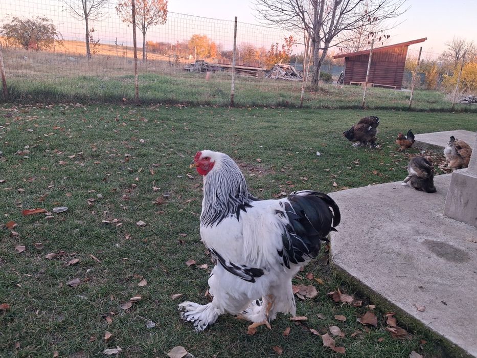 Vand  cocosi brahma herminat deschis