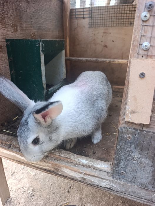 Böğoz quyonla 8 oyli boliwti. 2 ta