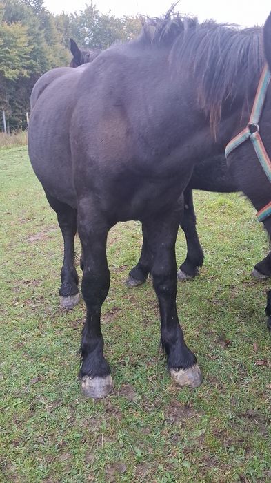 Vand cai breaza bistrita