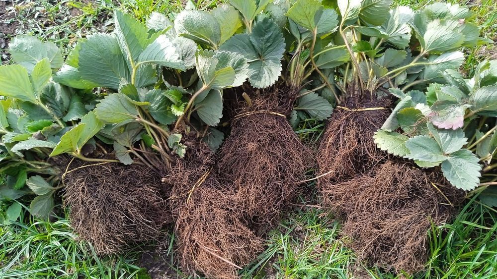 Plante Stoloni Capsuni A+