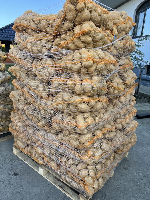 Vând Cartofi Soraya Si Bellarosa Polonia Calitate de Top