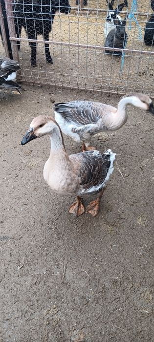 Vând gaste de anul acesta