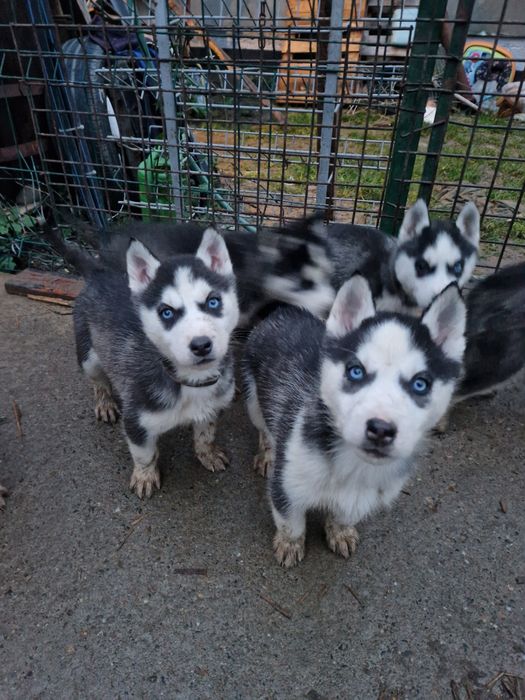 Pui husky siberian