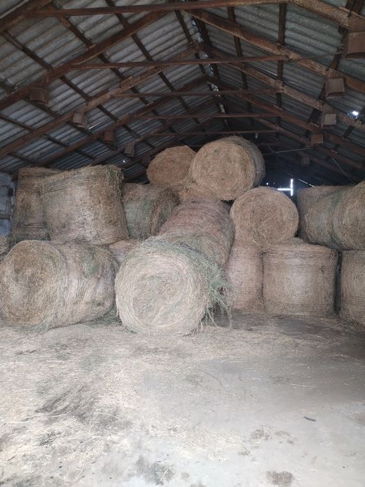 Baloti lucerna / Baloti 1,2 m/Baloti rotunzi lucerna coasa 4/Baloti