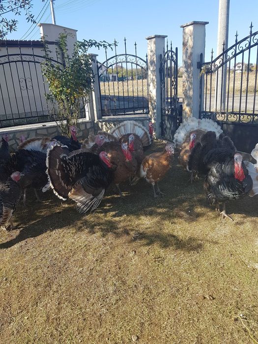 Продавам свободно гледани пуйки