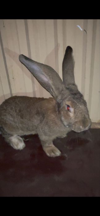 Flandr quyon sotiladi uxa 22 9oyli