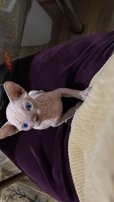 Котенок канадского сфинкса