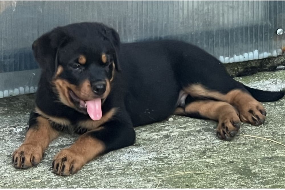 Pui rottweiler cu Pedigree