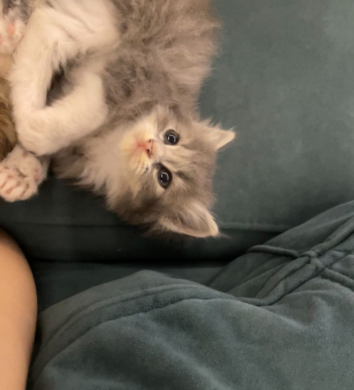Продам шотландских котят