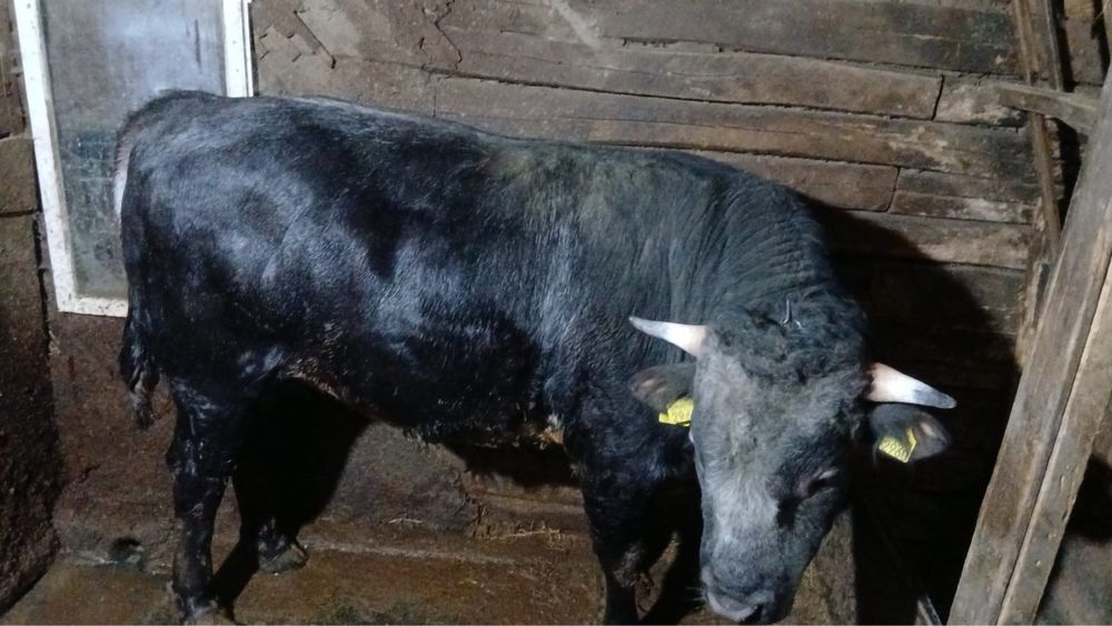 Taur Albastru Belgian